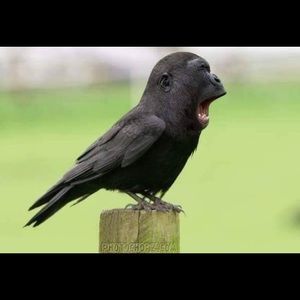 Meet your Posher, Edwin